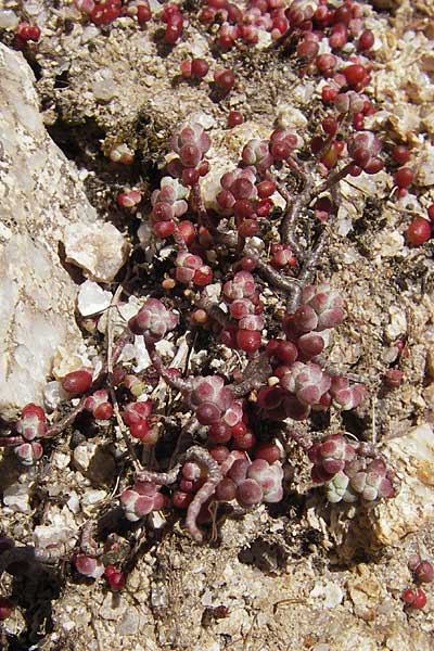 Sedum andegavense ? \ Angers-Mauerpfeffer / Angers Stonecrop, Korsika/Corsica Restonica 26.5.2010