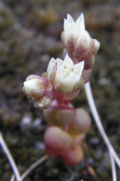 Sedum andegavense \ Angers-Mauerpfeffer / Angers Stonecrop, Korsika/Corsica Scala di Santa Regina 27.5.2010