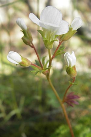 Saxifraga pedemontana subsp. cervicornis \ Hirschgeweih-Steinbrech / Deer Antler Saxifrage, Korsika/Corsica Calacuccia 27.5.2010