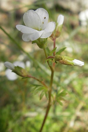 Saxifraga pedemontana subsp. cervicornis \ Hirschgeweih-Steinbrech / Deer Antler Saxifrage, Korsika/Corsica Calacuccia 27.5.2010
