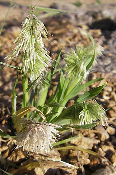 Lamarckia aurea \ Gold-Gras / Goldentop Grass, Korsika/Corsica Pigna 23.5.2010