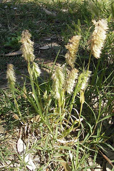 Lamarckia aurea \ Gold-Gras / Goldentop Grass, Korsika/Corsica Aregno Marina 24.5.2010