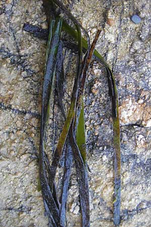 Zostera marina \ Gewhnliches Seegras / Eelgrass, Korsika/Corsica Porto 28.5.2010