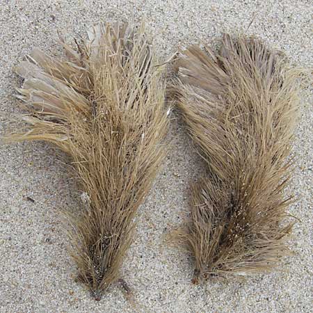 Posidonia oceanica \ Neptun-Gras / Seagrass, Korsika/Corsica Porto Vecchio 3.6.2010