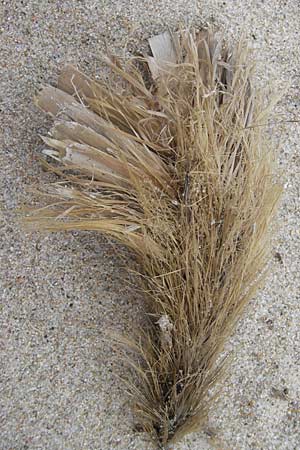 Posidonia oceanica \ Neptun-Gras / Seagrass, Korsika/Corsica Porto Vecchio 3.6.2010