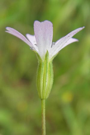 Silene laeta \ Lebhaftes Leimkraut / Campion, Korsika/Corsica Tizzano 31.5.2010