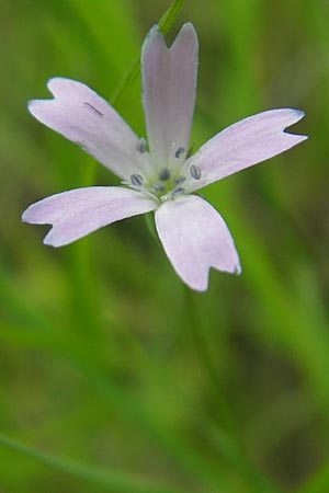 Silene laeta \ Lebhaftes Leimkraut / Campion, Korsika/Corsica Tizzano 31.5.2010