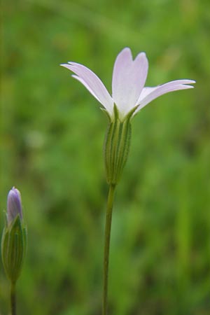 Silene laeta \ Lebhaftes Leimkraut / Campion, Korsika/Corsica Tizzano 31.5.2010