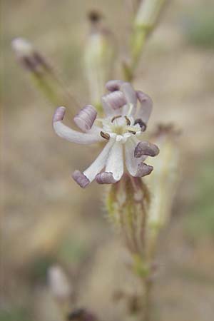 Silene nicaeensis \ Nizza-Leimkraut / Sticky Catchfly, Korsika/Corsica Porto Vecchio 3.6.2010