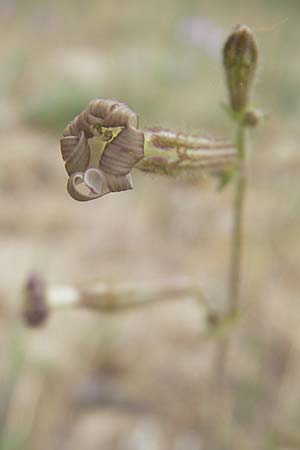 Silene nicaeensis \ Nizza-Leimkraut / Sticky Catchfly, Korsika/Corsica Porto Vecchio 3.6.2010