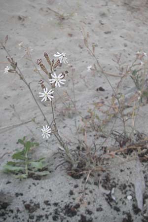 Silene nicaeensis \ Nizza-Leimkraut / Sticky Catchfly, Korsika/Corsica Bastia 3.6.2010