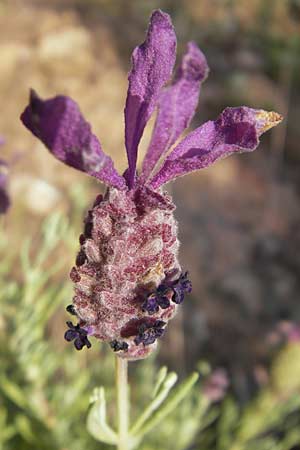Lavandula stoechas \ Schopf-Lavendel / French Lavender, Korsika/Corsica Porto 28.5.2010
