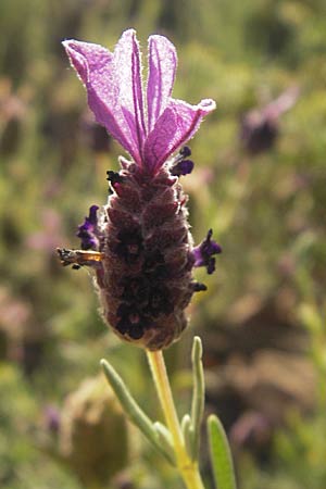 Lavandula stoechas \ Schopf-Lavendel / French Lavender, Korsika/Corsica Porto 28.5.2010