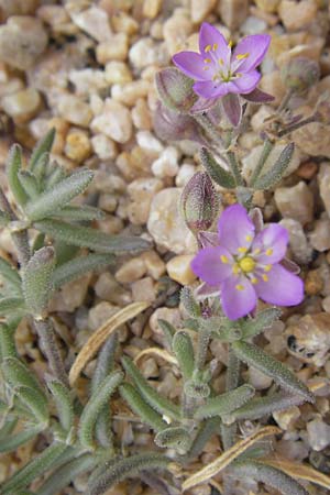 Spergularia macrorhiza \ Gro&szlig;wurzelige Schuppenmiere / Large-Rooted Sand Spurrey, Korsika/Corsica Tizzano 31.5.2010