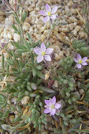 Spergularia macrorhiza \ Gro&szlig;wurzelige Schuppenmiere / Large-Rooted Sand Spurrey, Korsika/Corsica Tizzano 31.5.2010