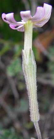 Silene sericea \ Seidenhaariges Leimkraut / Silky Campion, Korsika/Corsica Tizzano 31.5.2010