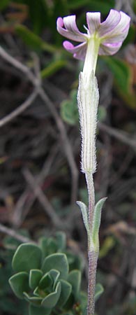 Silene sericea \ Seidenhaariges Leimkraut / Silky Campion, Korsika/Corsica Tizzano 31.5.2010