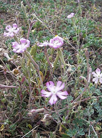 Silene sericea \ Seidenhaariges Leimkraut / Silky Campion, Korsika/Corsica Tizzano 31.5.2010