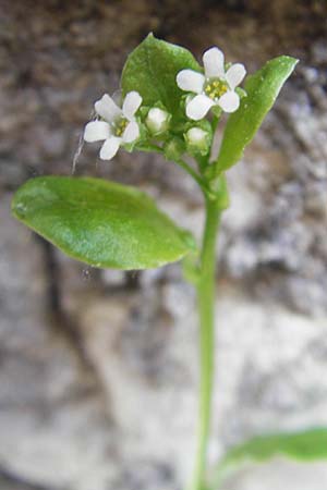 Samolus valerandi \ Salzbunge / Brookweed, Korsika/Corsica Bonifacio 1.6.2010