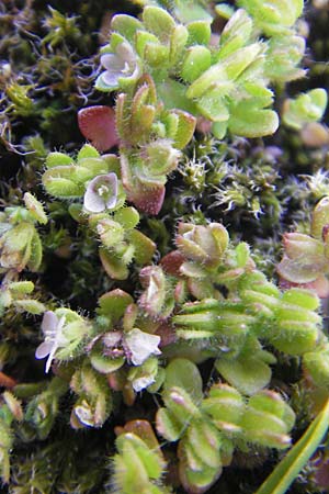 Veronica repens \ Kriechender Ehrenpreis / Creeping Speedwell, Korsika/Corsica Restonica 26.5.2010