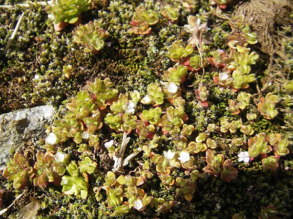 Veronica repens \ Kriechender Ehrenpreis / Creeping Speedwell, Korsika/Corsica Restonica 26.5.2010