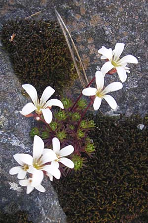 Saxifraga pedemontana subsp. cervicornis \ Hirschgeweih-Steinbrech / Deer Antler Saxifrage, Korsika/Corsica Asco 25.5.2010