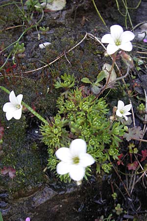 Saxifraga pedemontana subsp. cervicornis \ Hirschgeweih-Steinbrech / Deer Antler Saxifrage, Korsika/Corsica Asco 25.5.2010