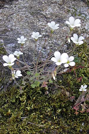 Saxifraga corsica \ Korsischer Steinbrech / Corsian Saxifrage, Korsika/Corsica Calacuccia 27.5.2010
