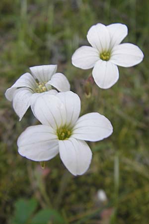 Saxifraga corsica \ Korsischer Steinbrech / Corsian Saxifrage, Korsika/Corsica Calacuccia 27.5.2010