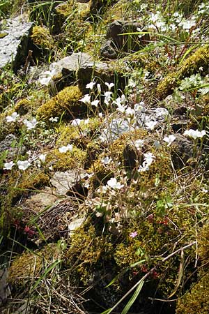 Saxifraga corsica \ Korsischer Steinbrech / Corsian Saxifrage, Korsika/Corsica Calacuccia 27.5.2010