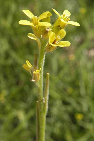 Sisymbrium officinale \ Weg-Rauke / Hedge Mustard, Korsika/Corsica Porto 28.5.2010