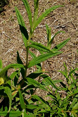 Cistus monspeliensis \ Montpellier-Zistrose / Montpellier Cistus, Korsika/Corsica L'Ile-Rousse 24.5.2010