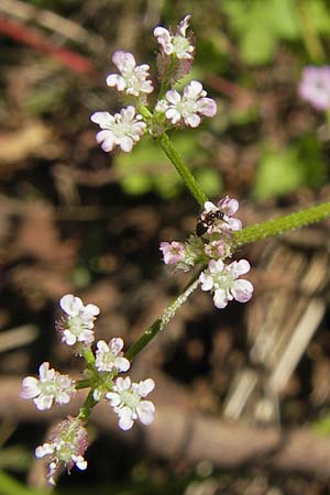 Torilis arvensis \ Acker-Klettenkerbel / Spreading Hedge Parsley, Korsika/Corsica L'Ile-Rousse 24.5.2010