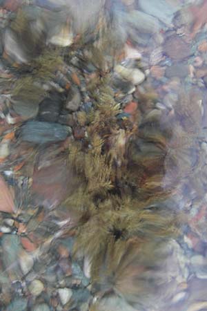 Cystoseira abies-marina ? \ �hrentang / Atlantic Brown Alga, Korsika/Corsica Porto 28.5.2010