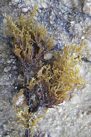 Cystoseira abies-marina ? \ �hrentang / Atlantic Brown Alga, Korsika/Corsica Porto 28.5.2010