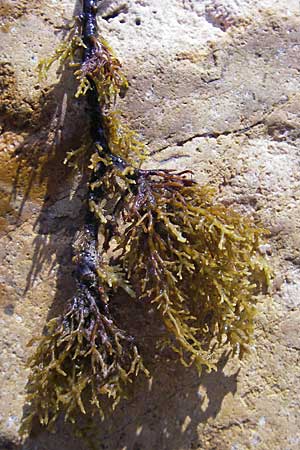 Cystoseira abies-marina ? \ �hrentang / Atlantic Brown Alga, Korsika/Corsica Porto 28.5.2010