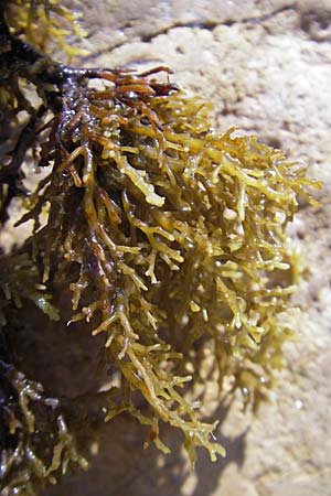 Cystoseira abies-marina ? \ �hrentang / Atlantic Brown Alga, Korsika/Corsica Porto 28.5.2010