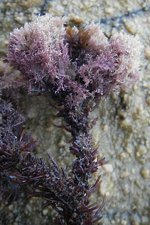 Jania rubens ? \ Feines Korallenmoos / Jania Red Alga, Korsika/Corsica Porto 28.5.2010