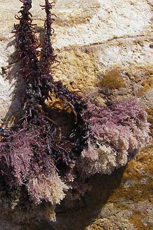 Jania rubens ? \ Feines Korallenmoos / Jania Red Alga, Korsika/Corsica Porto 28.5.2010