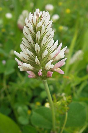 Trifolium incarnatum subsp. molinerii \ Molineris Inkarnat-Klee / Long-Headed Clover, Korsika/Corsica Zonza 2.6.2010