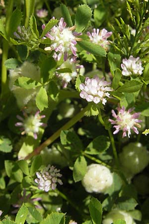 Trifolium tomentosum \ Filziger Klee / Wooly Clover, Korsika/Corsica Speloncato 24.5.2010