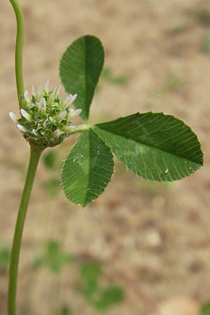 Trifolium glomeratum \ Kn&auml;uel-Klee / Clustered Clover, Korsika/Corsica Porto 28.5.2010