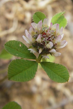 Trifolium glomeratum \ Kn&auml;uel-Klee / Clustered Clover, Korsika/Corsica Porto 28.5.2010