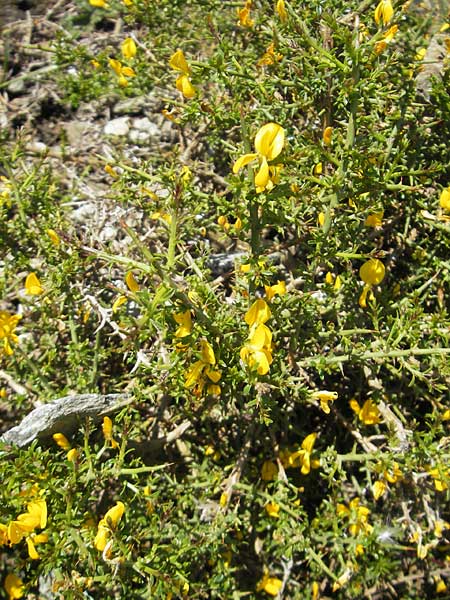 Genista corsica \ Korsischer Ginster, Korsika Col de Teghime 23.5.2010