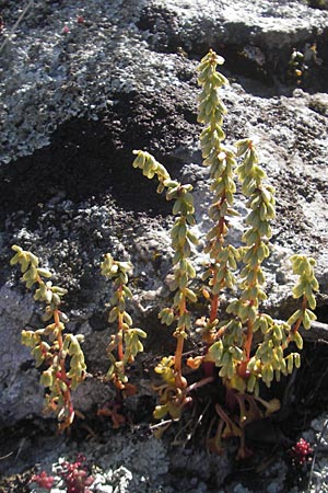Umbilicus rupestris \ Hngendes Nabelkraut / Navelwort, Korsika/Corsica Saint-Florent 23.5.2010