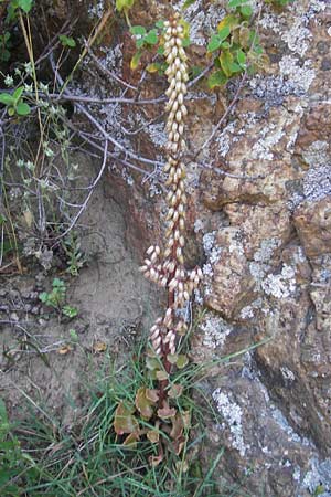 Umbilicus rupestris \ Hngendes Nabelkraut / Navelwort, Korsika/Corsica Scala di Santa Regina 27.5.2010