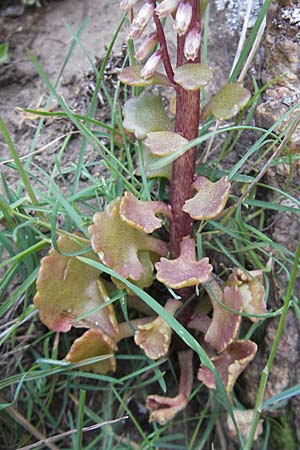 Umbilicus rupestris \ Hngendes Nabelkraut / Navelwort, Korsika/Corsica Scala di Santa Regina 27.5.2010