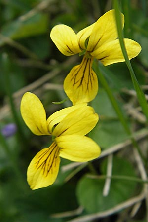 Viola biflora \ Gelbes Veilchen / Alpine Yellow Violet, Korsika/Corsica Lac de Nino 27.5.2010