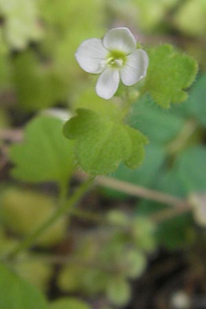 Veronica cymbalaria \ Zymbelkraut-Ehrenpreis / Cymbalaria-Leaved Speedwell, Korsika/Corsica Scala di Santa Regina 27.5.2010