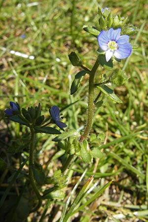 Veronica acinifolia \ Steinquendel-Ehrenpreis, Drsiger Ehrenpreis / French Speedwell, Korsika/Corsica Calacuccia 27.5.2010